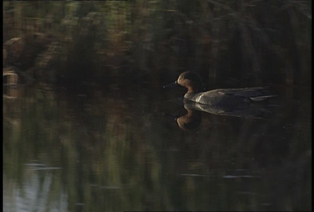 Krickente (Carolinakrickente) - ML448906