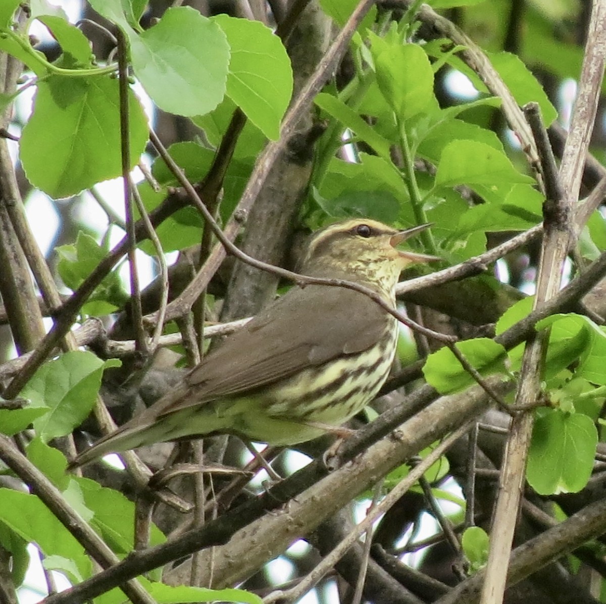 Northern Waterthrush - ML448906091