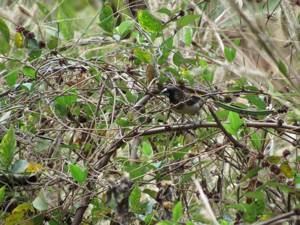 White-rumped Munia - ML448906401