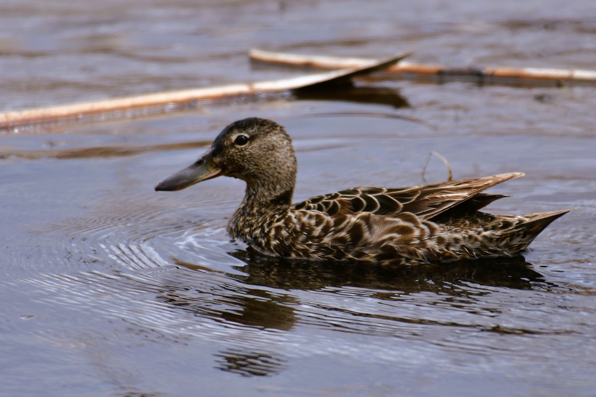 Cinnamon Teal - ML448906741