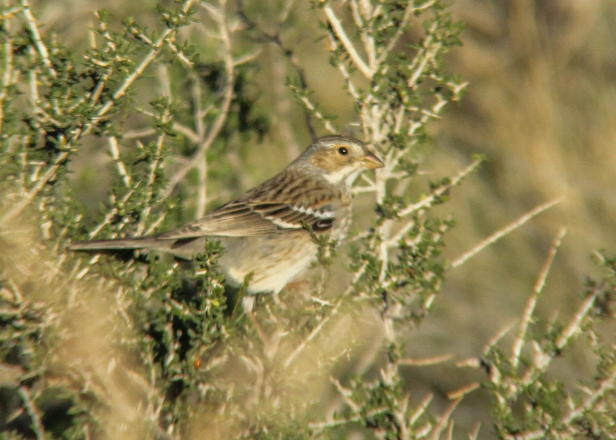 Mourning Sierra Finch - ML448907931