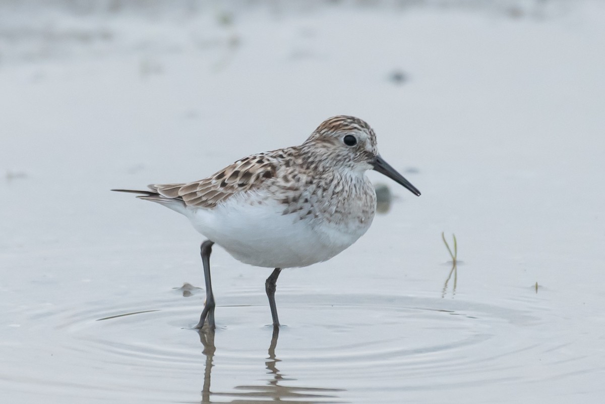 gulbrystsnipe - ML448910941