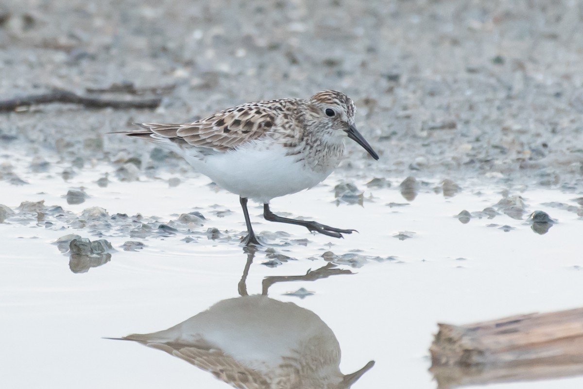 gulbrystsnipe - ML448910951