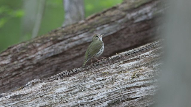 Ovenbird - ML448911031