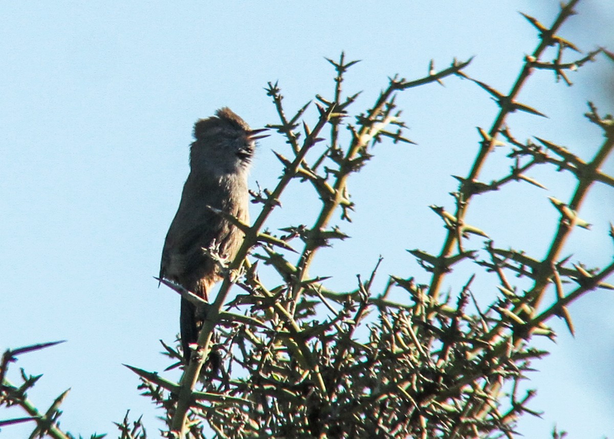 Patagonian Canastero - Miguel Avalos