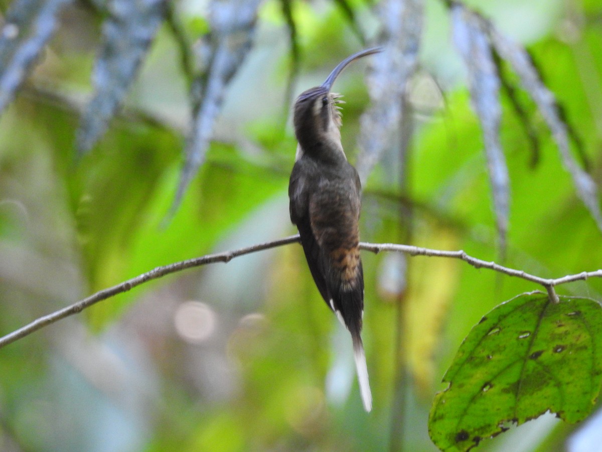 Длинноклювый колибри-отшельник - ML448911591