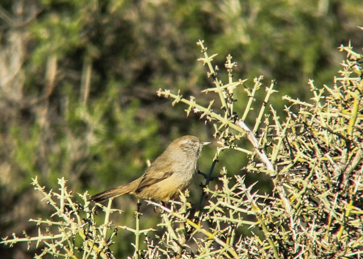 Patagonian Canastero - Miguel Avalos