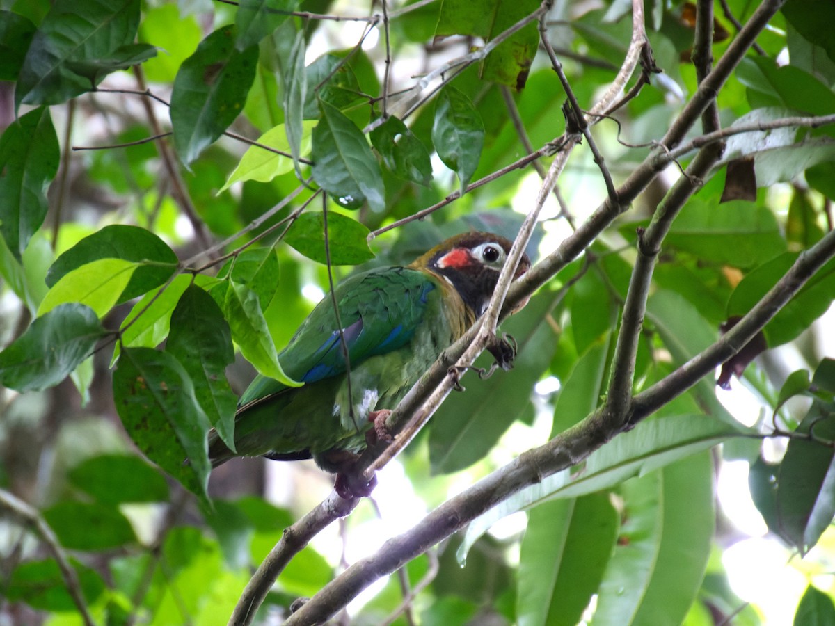 Brown-hooded Parrot - Jeisson Figueroa Sandi