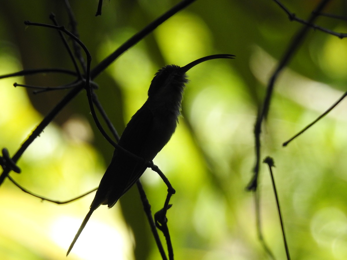 Long-billed Hermit - Otto Alvarado