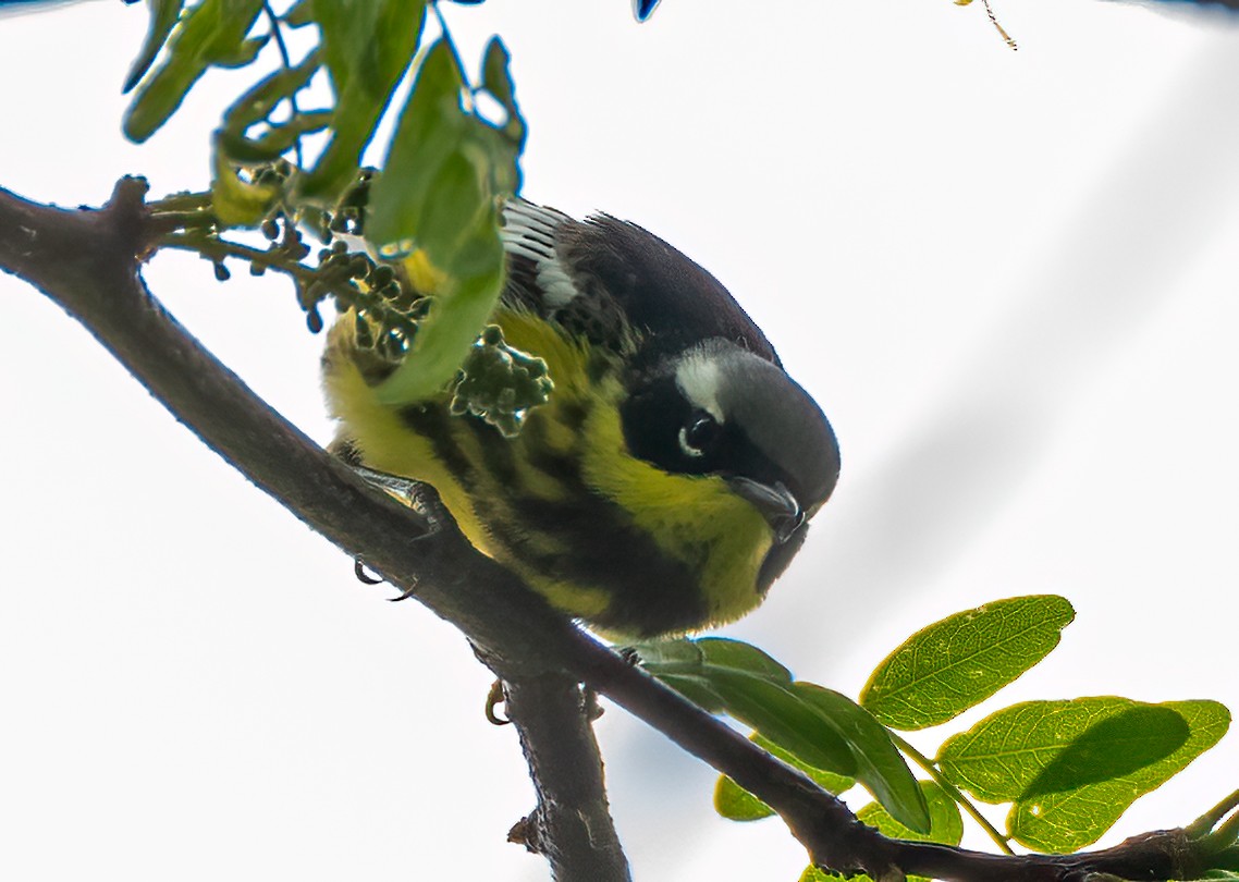 Magnolia Warbler - ML448912011