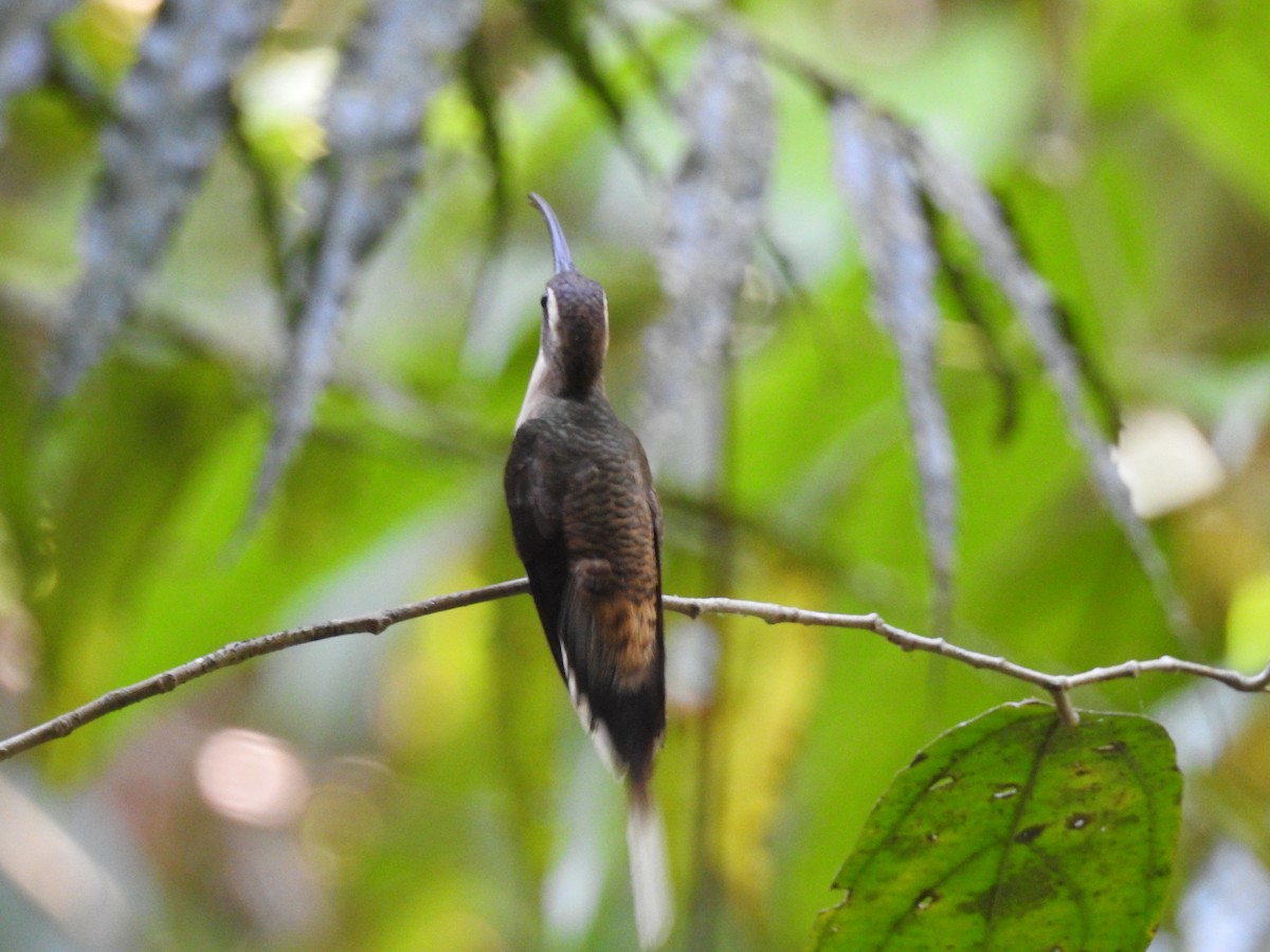 Длинноклювый колибри-отшельник - ML448912071