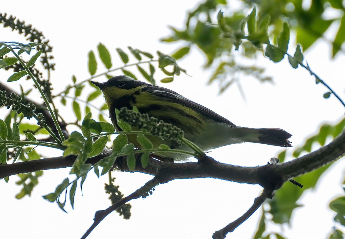 Magnolia Warbler - ML448912131