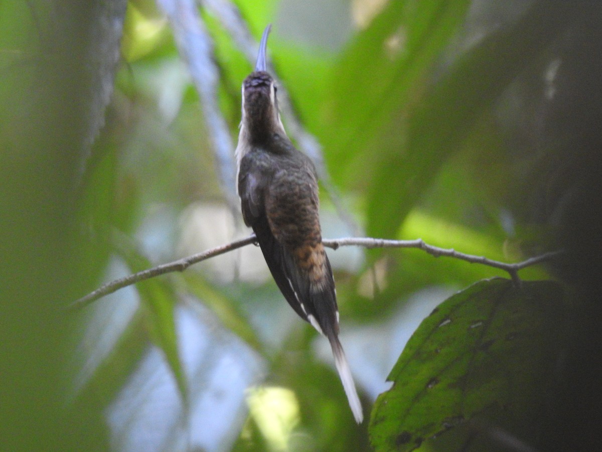 Long-billed Hermit - Otto Alvarado