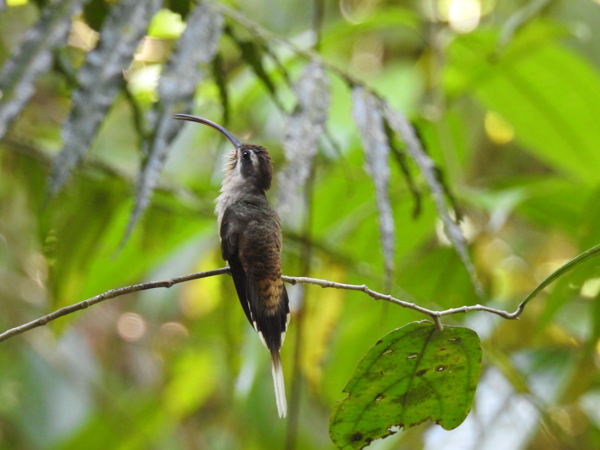 Длинноклювый колибри-отшельник - ML448912461