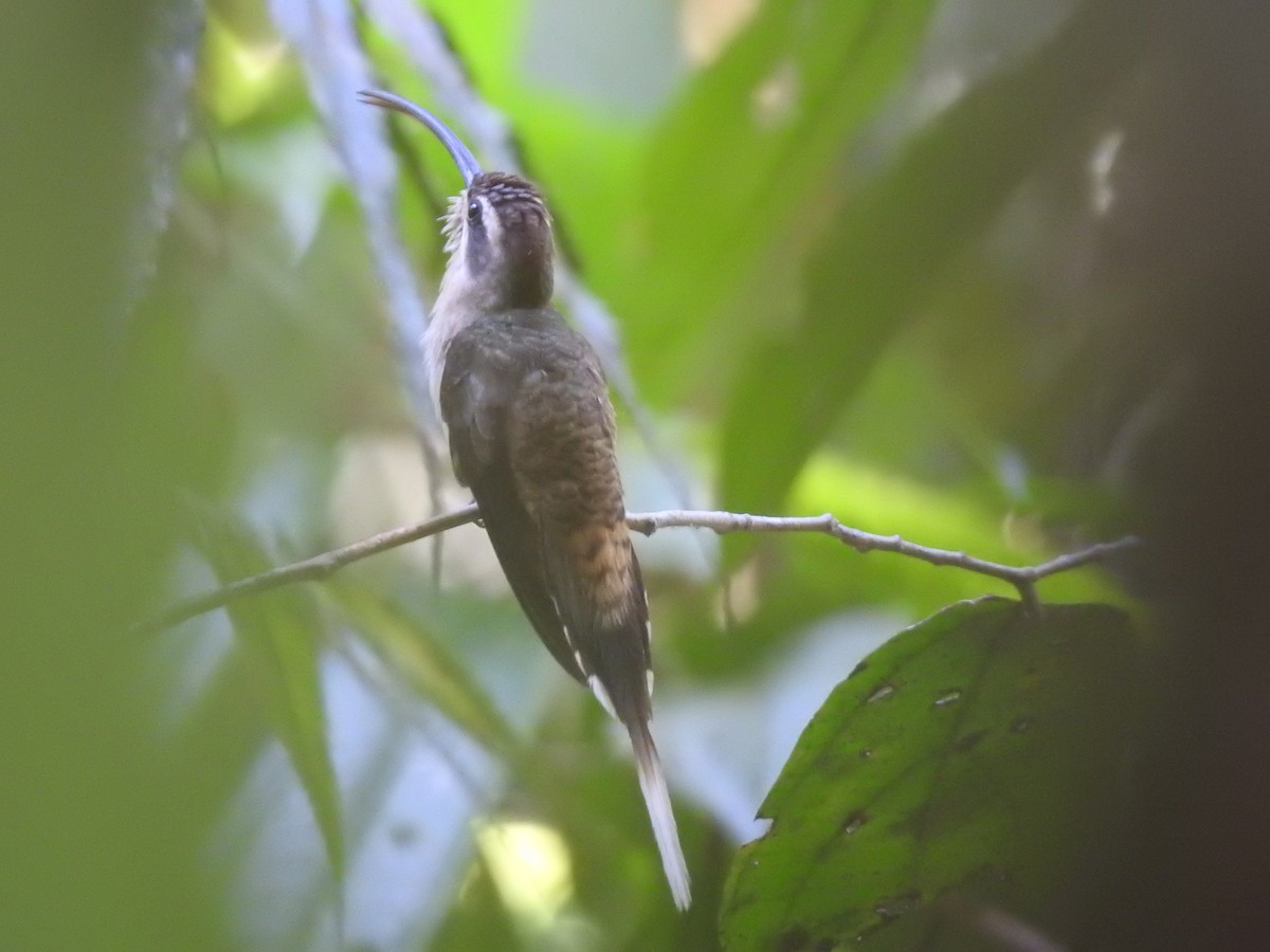 Длинноклювый колибри-отшельник - ML448912471