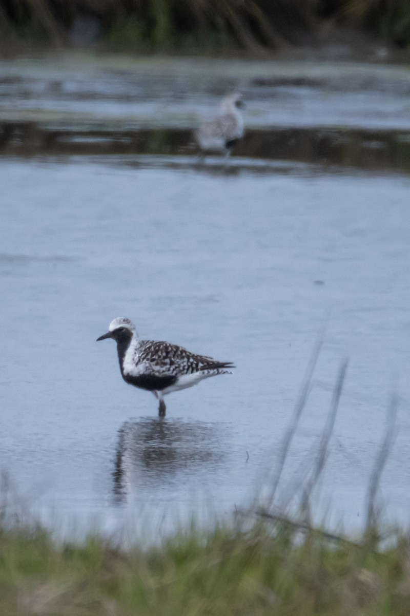 Black-bellied Plover - Scott Dresser