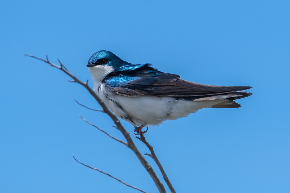 Tree Swallow - ML448914431