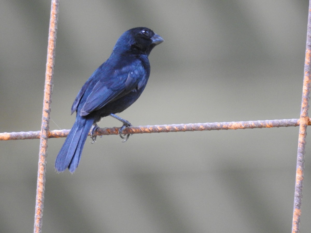 Variable Seedeater - ML448914511