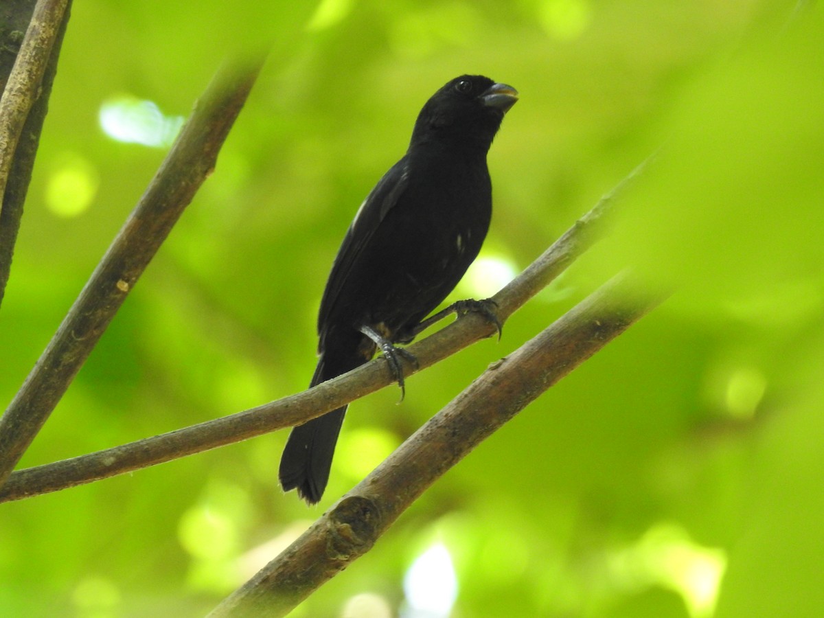 Variable Seedeater - ML448914571