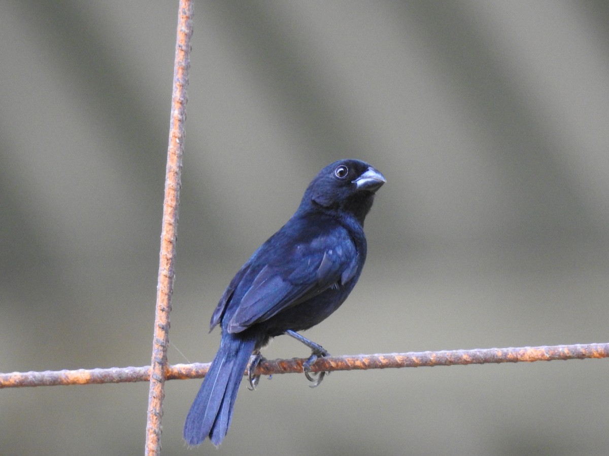 Variable Seedeater - ML448914591