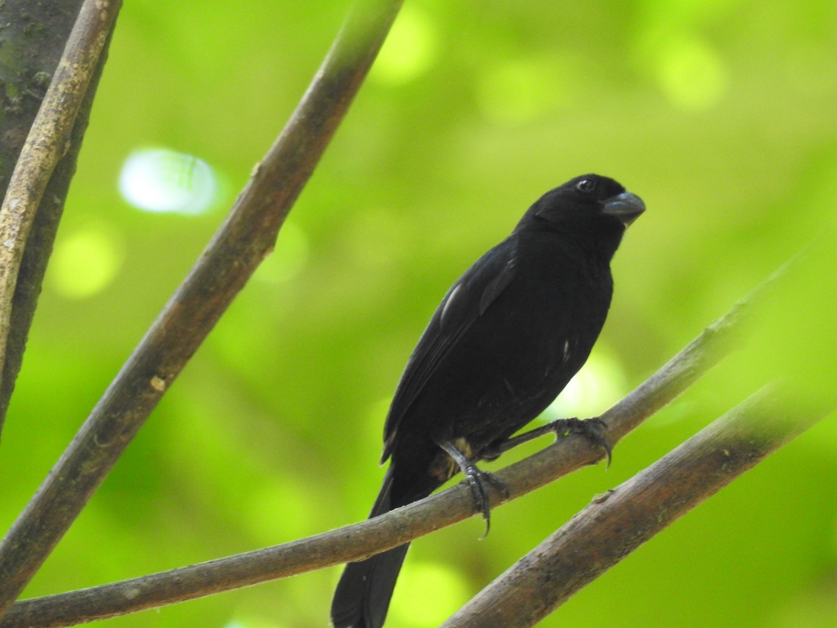 Variable Seedeater - ML448914601