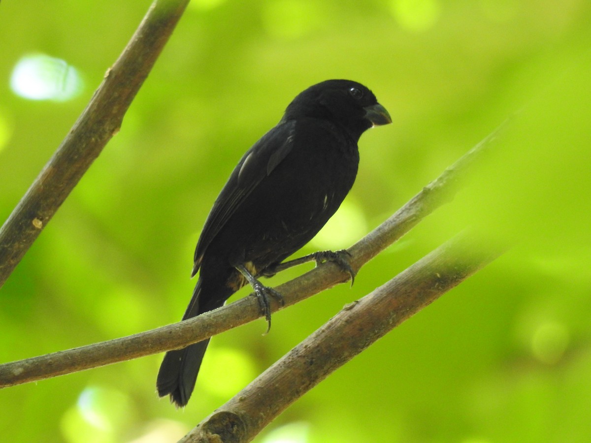 Variable Seedeater - ML448914621