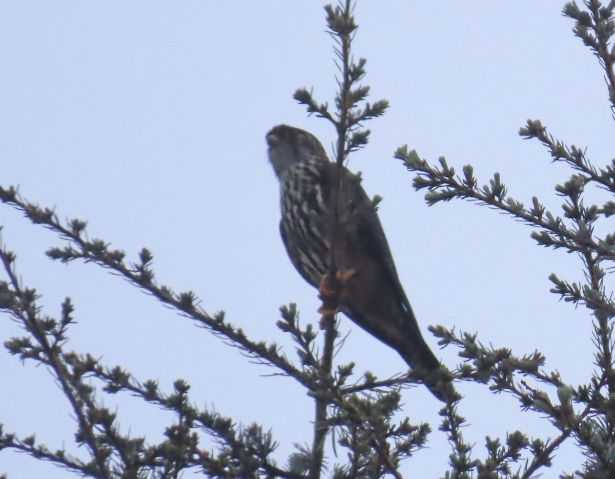 Belatz txikia - ML448915541