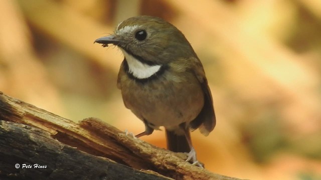 White-gorgeted Flycatcher - ML448915621