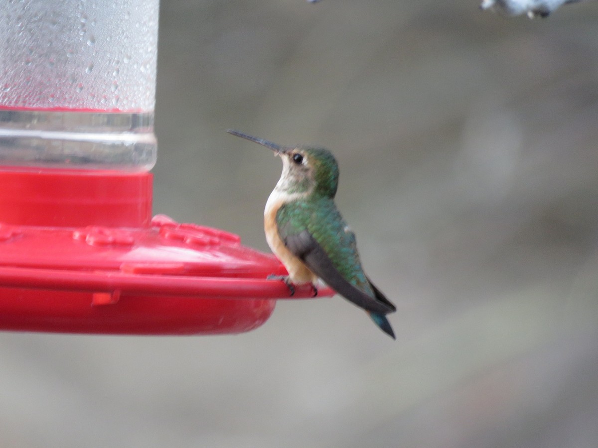 Rufous Hummingbird - ML448915651