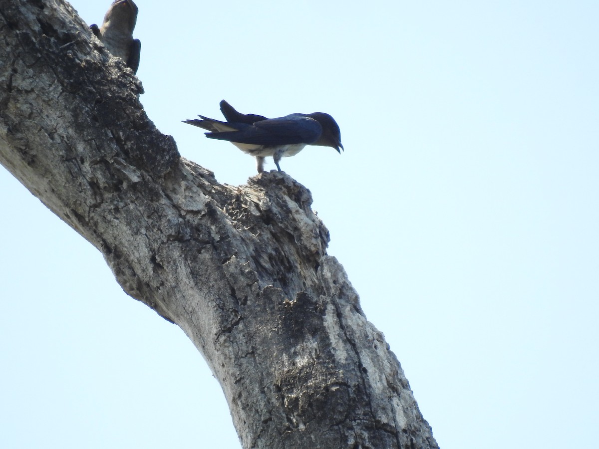 Gray-breasted Martin - ML448915741