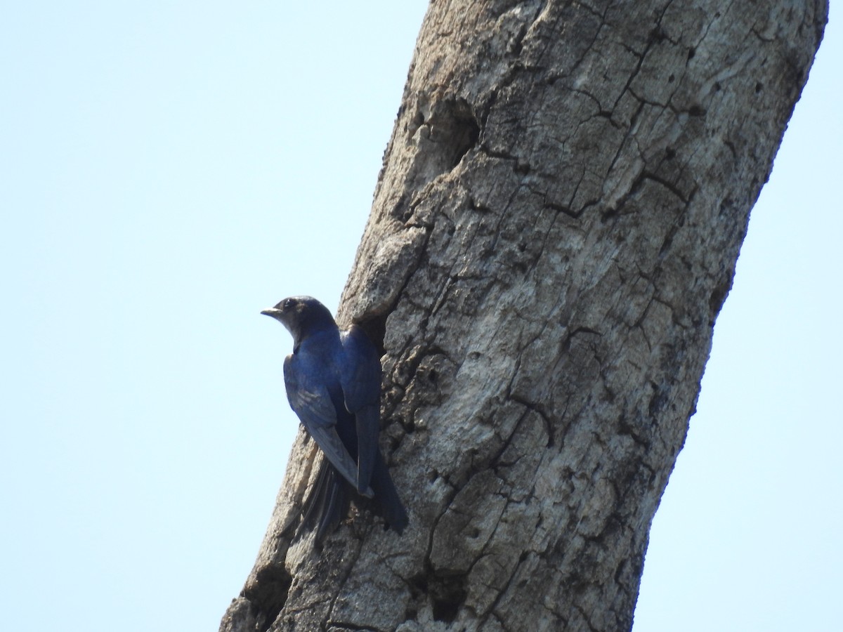 Gray-breasted Martin - ML448915801