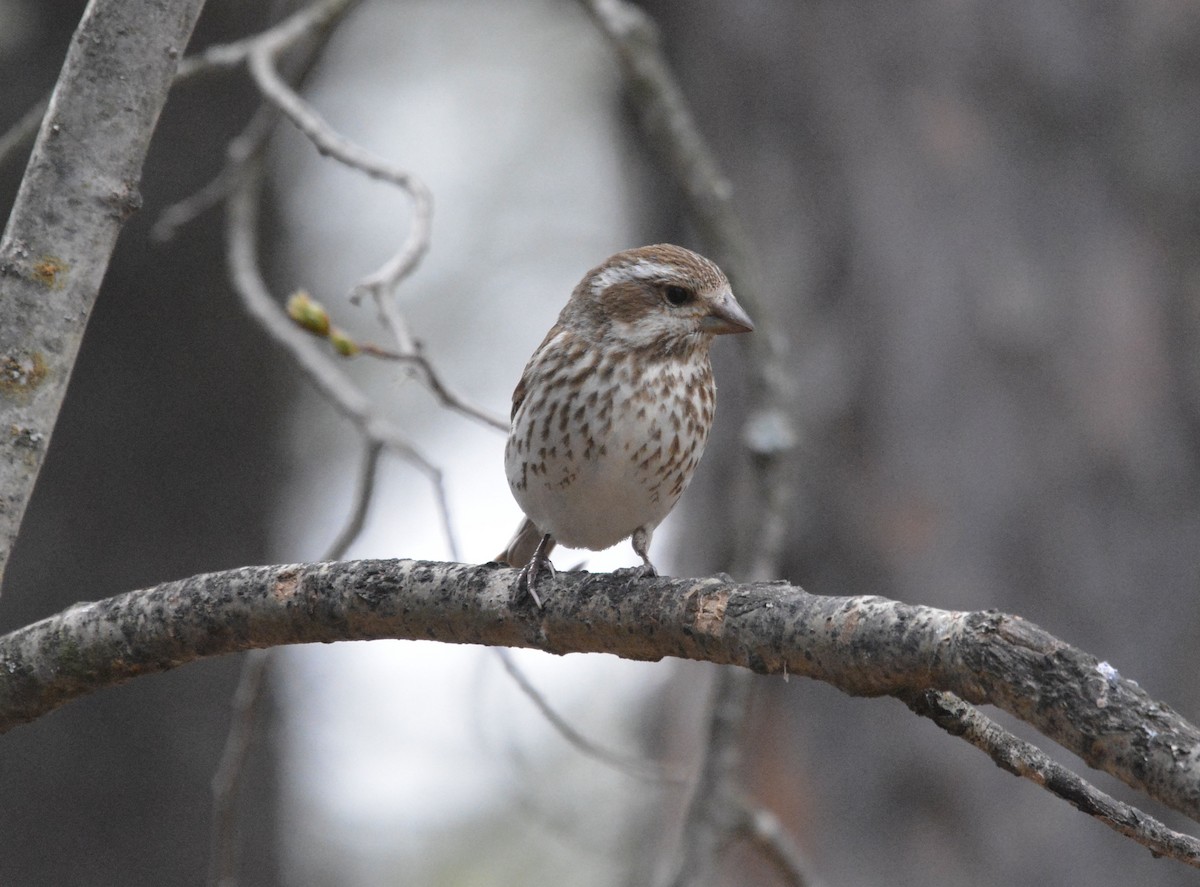 Purple Finch - Colleen Raymond