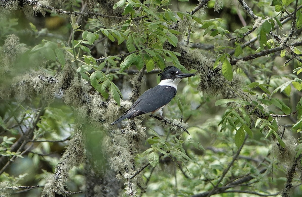 Belted Kingfisher - ML448918521