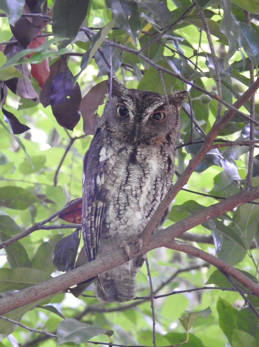 Eastern Screech-Owl - ML448919181