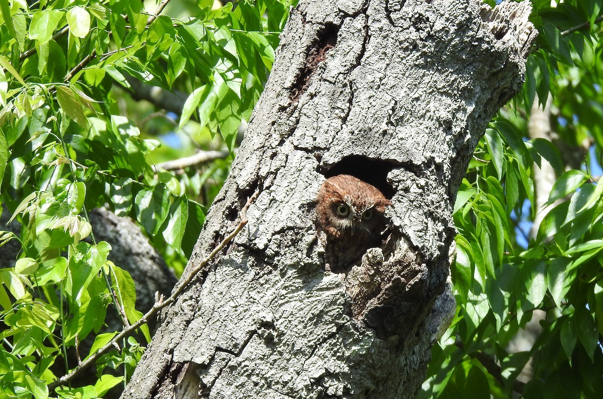 Eastern Screech-Owl - ML448919221