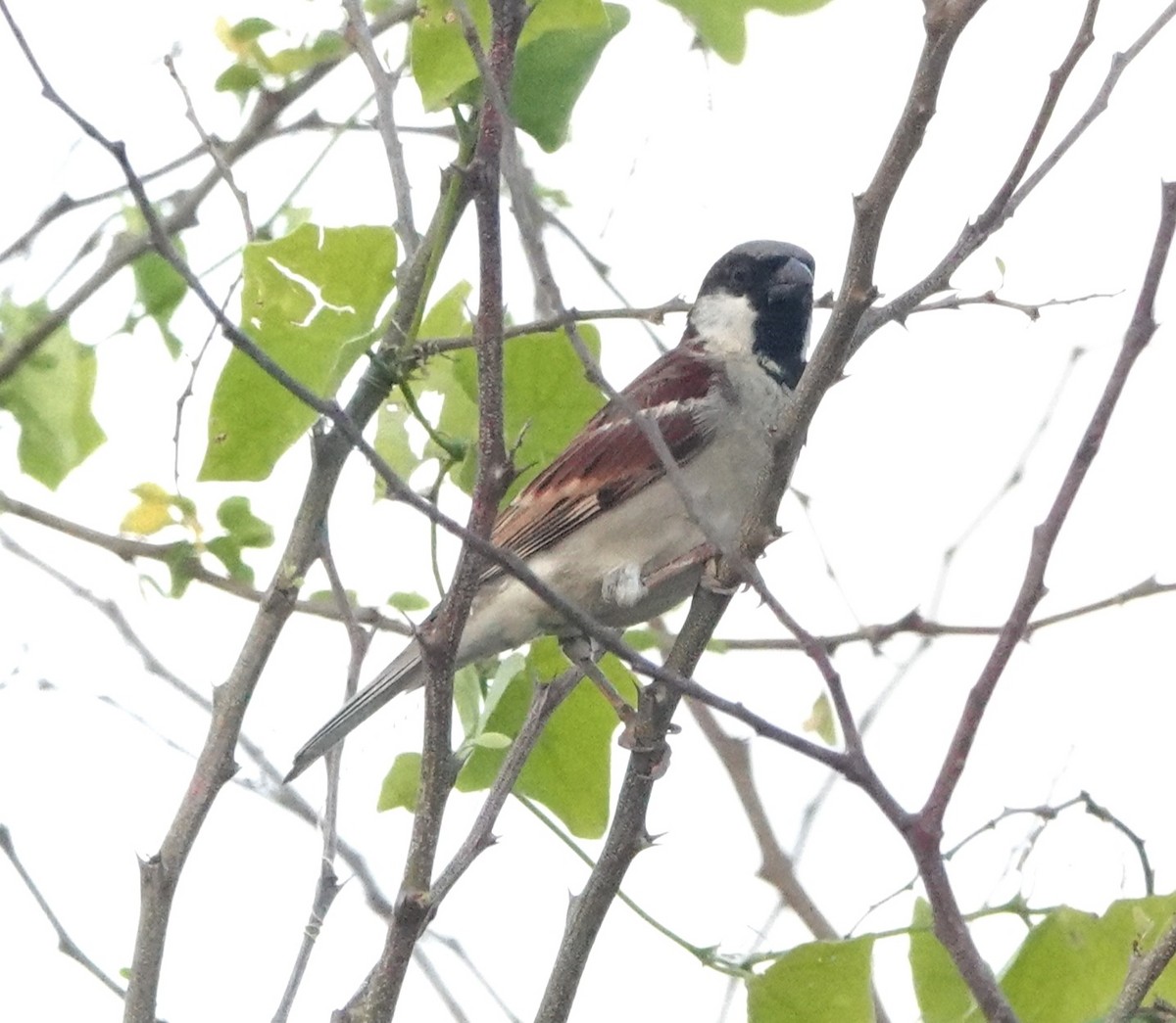 House Sparrow - ML448920561