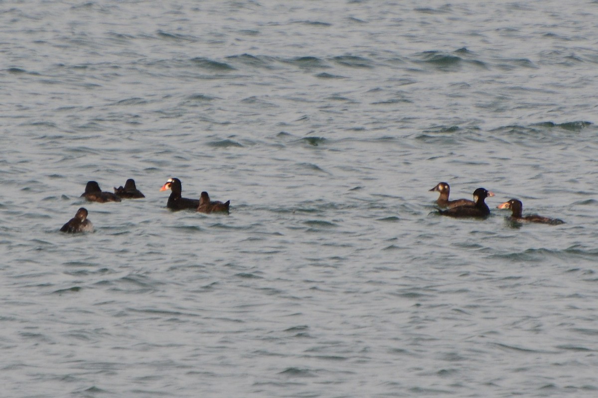 Surf Scoter - ML448920611