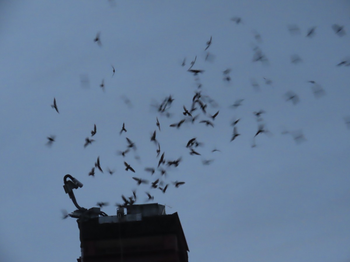 Vaux's Swift - ML448922181