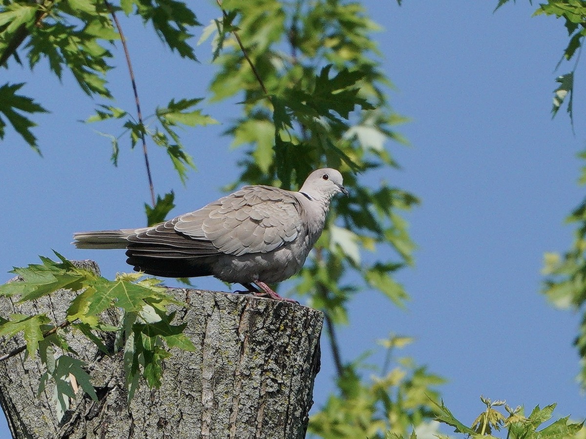 Eurasian Collared-Dove - ML448923281