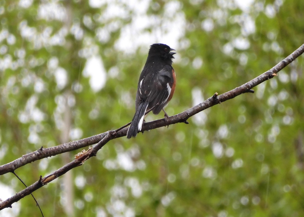 Eastern Towhee - ML448923791