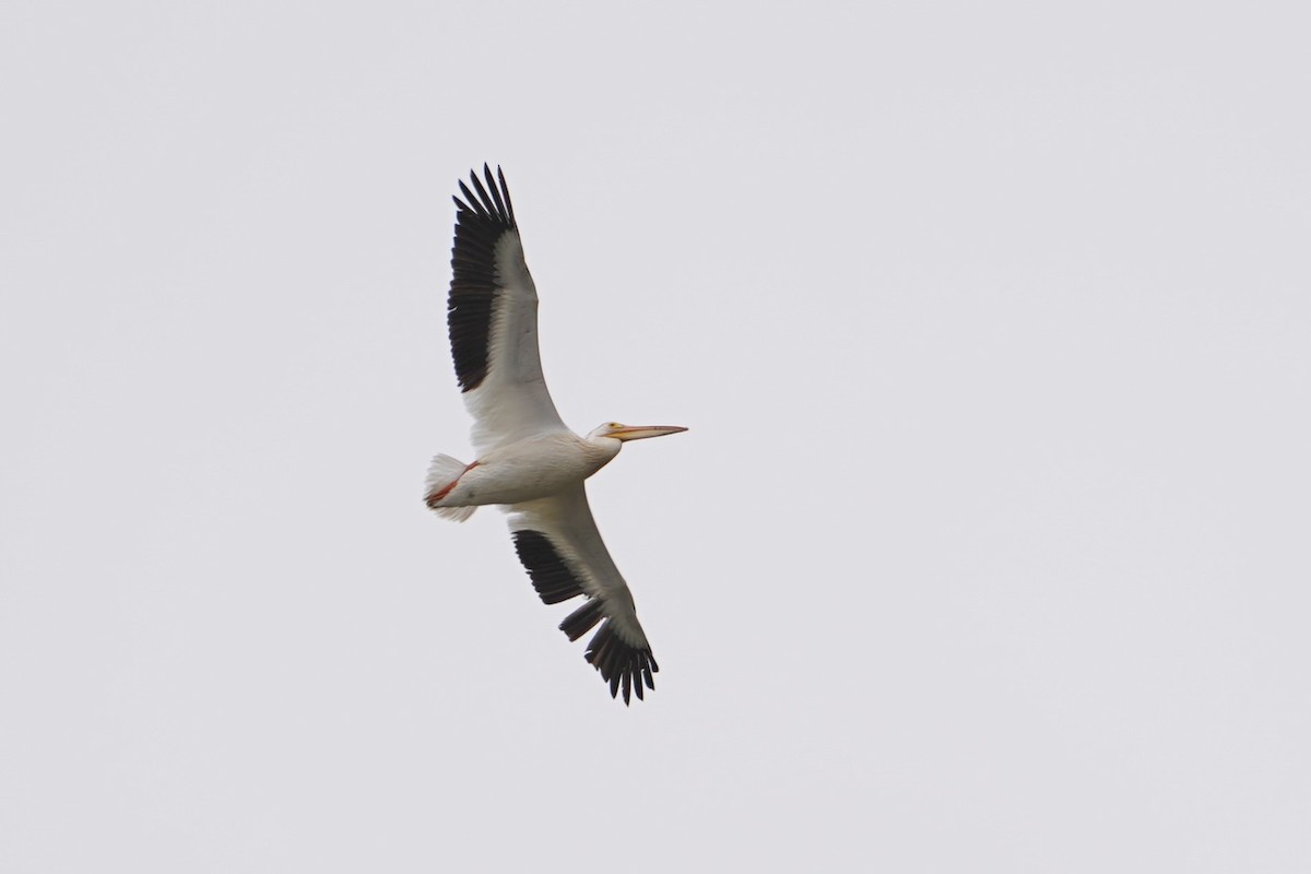 American White Pelican - ML448923921