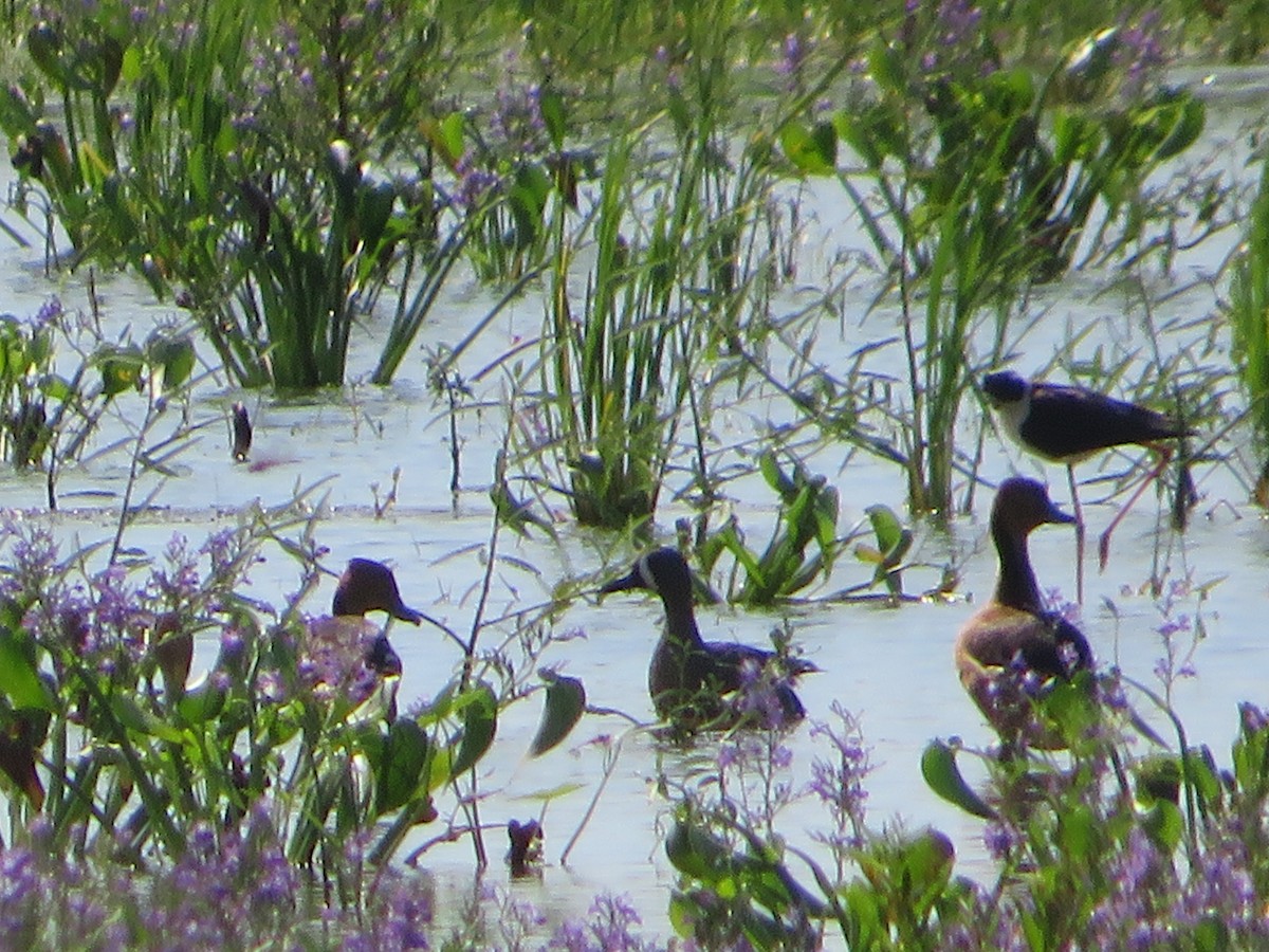 Чирянка блакитнокрила - ML448925541