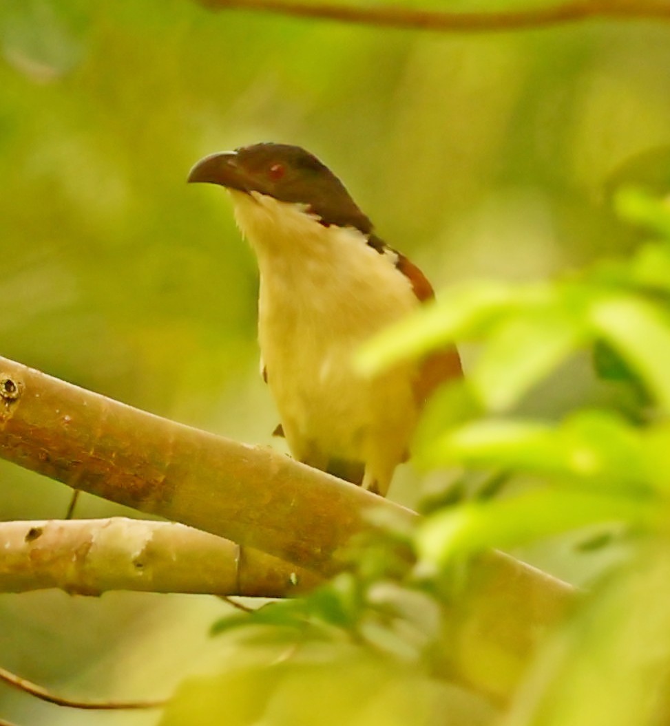 Blue-headed Coucal - ML448925761