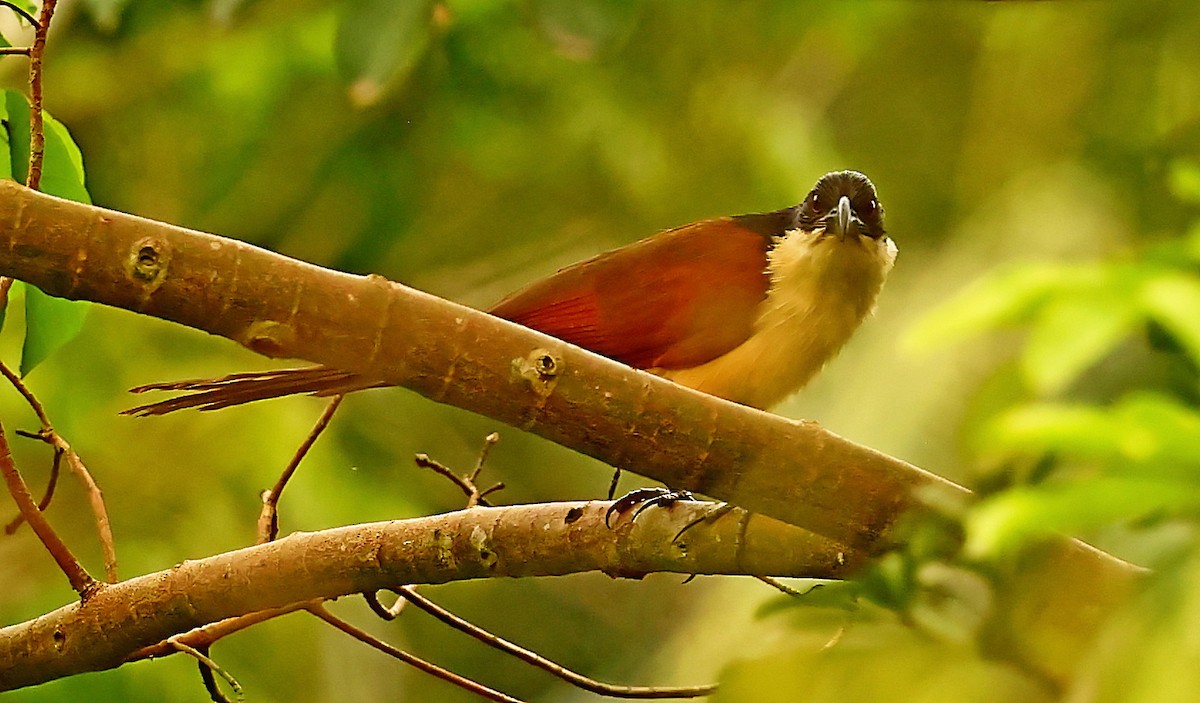 Blue-headed Coucal - ML448925801