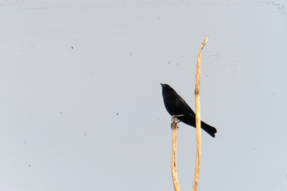 White-lined Tanager - ML448928381