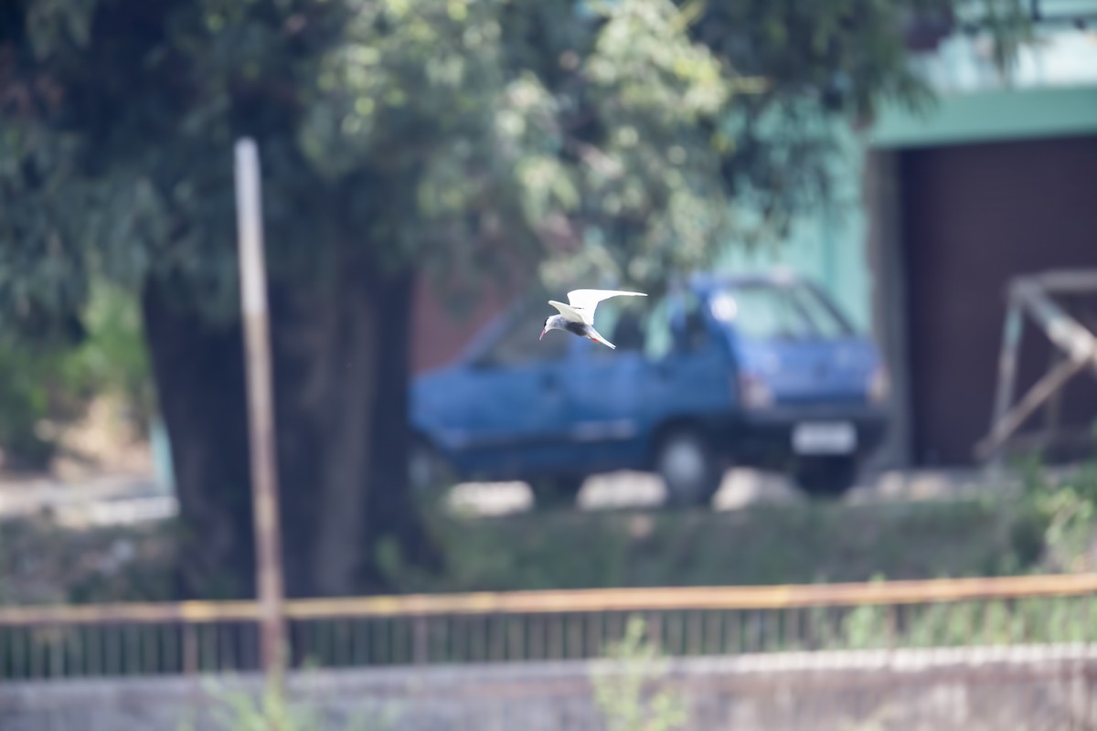 Whiskered Tern - ML448929131