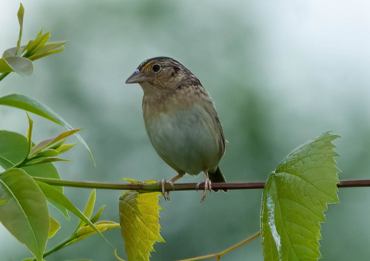 Grasshopper Sparrow - ML448930631