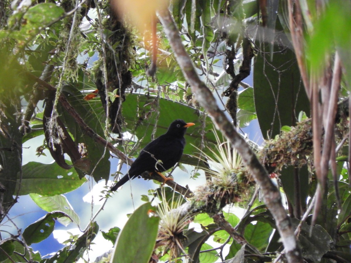 Pale-eyed Thrush - ML448930741