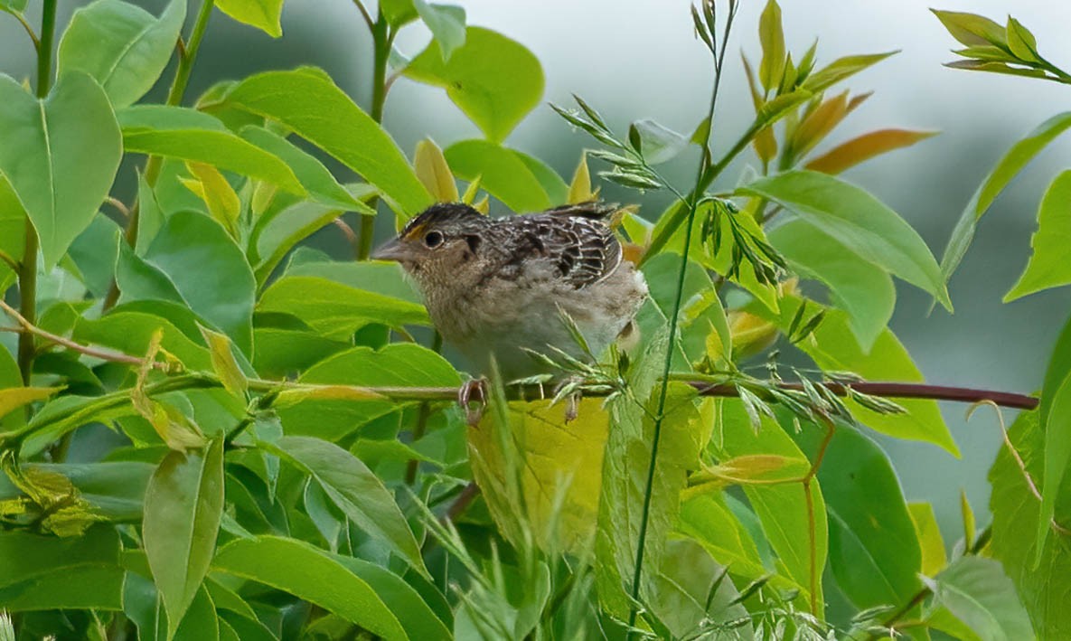 Grasshopper Sparrow - ML448930851