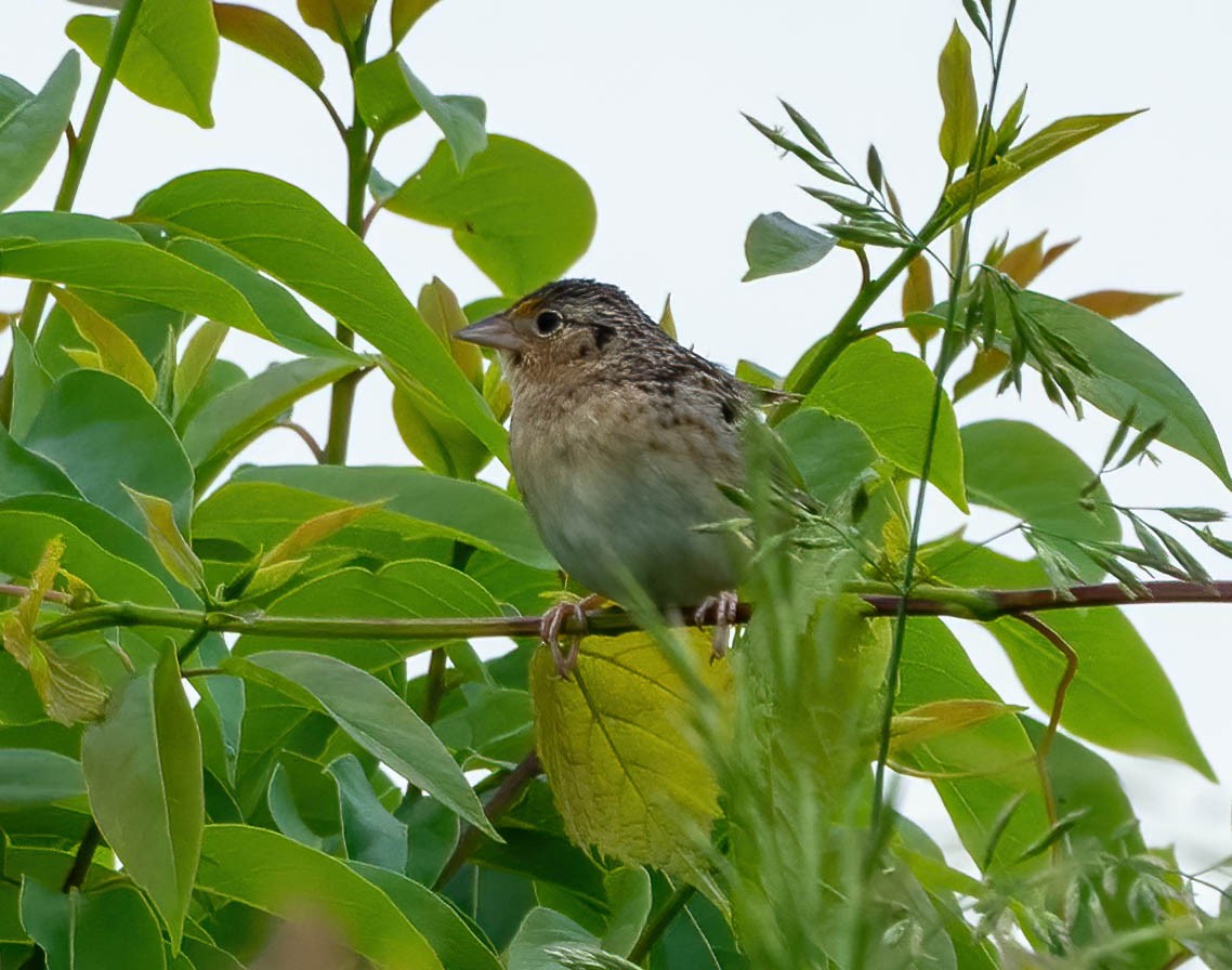 Grasshopper Sparrow - ML448931051